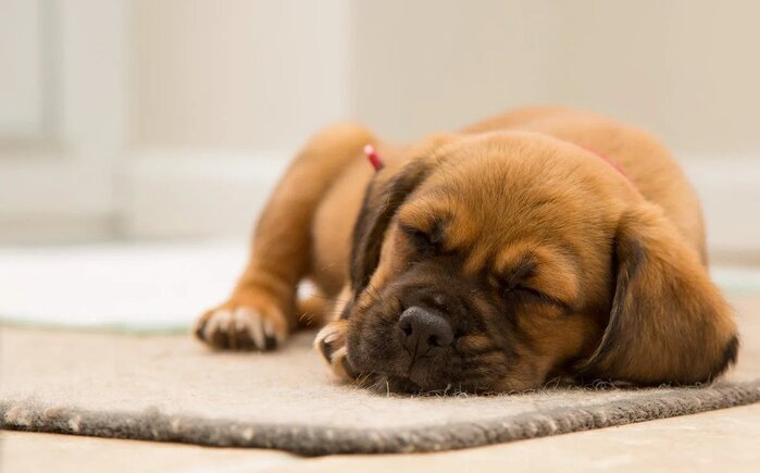 Dog breathing best sale hard while sleeping